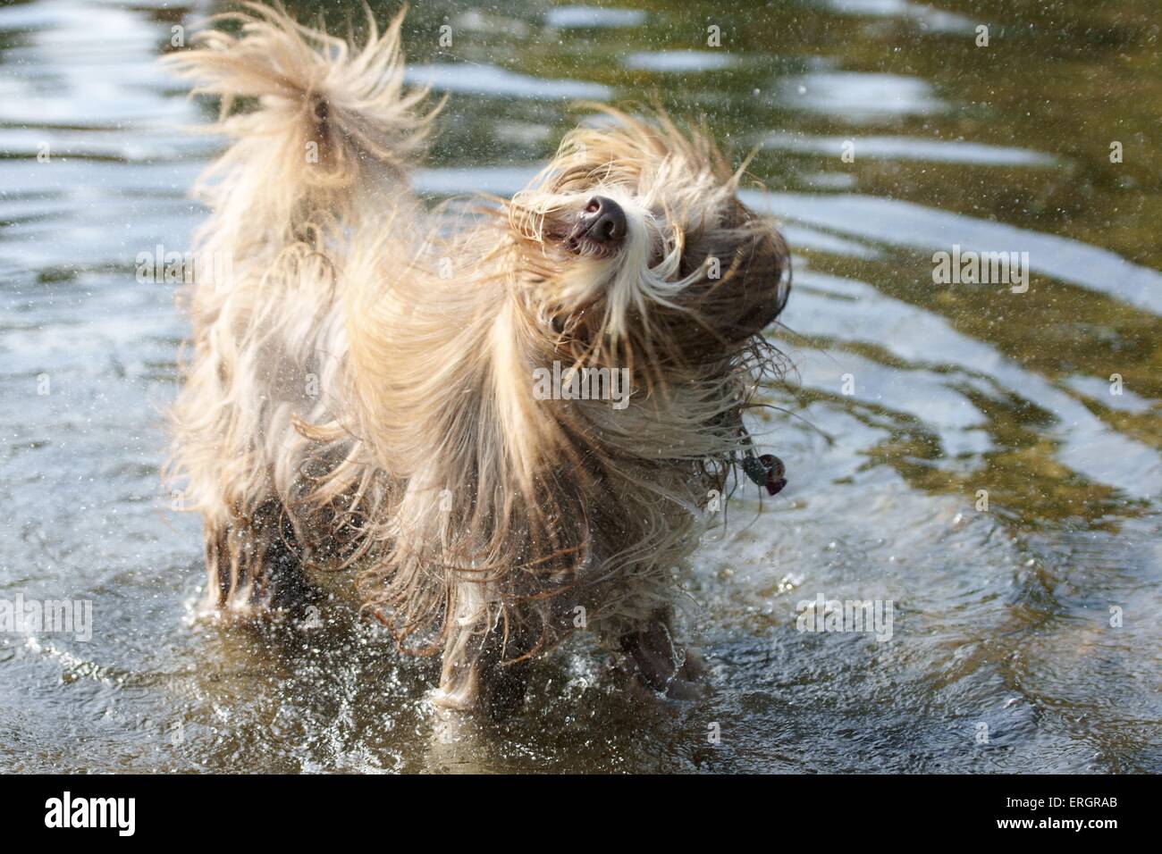 Bearded Collie Stockfoto