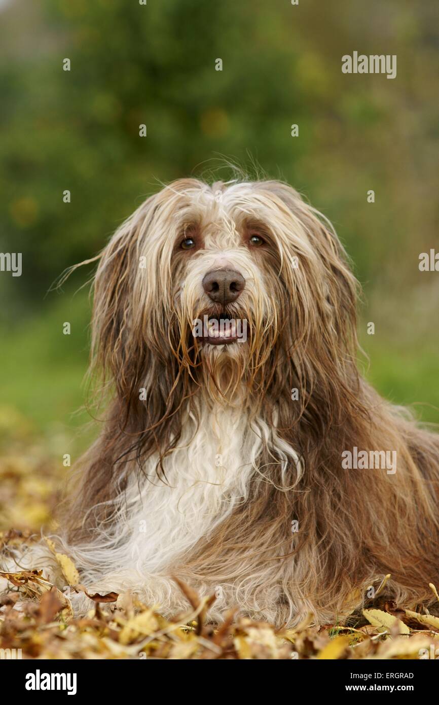 Bearded Collie liegend Stockfoto