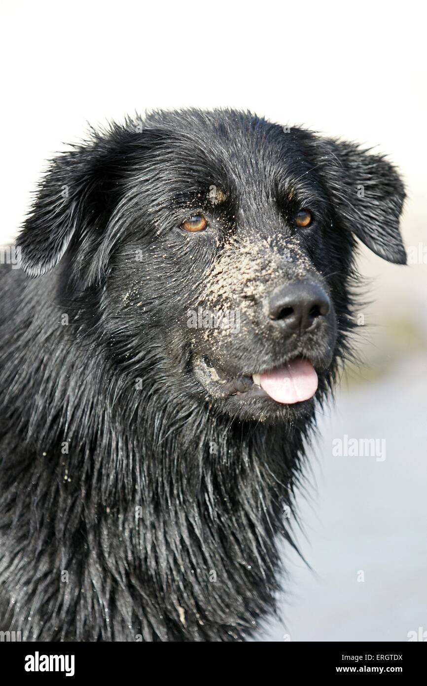 Mongrel Porträt Stockfoto