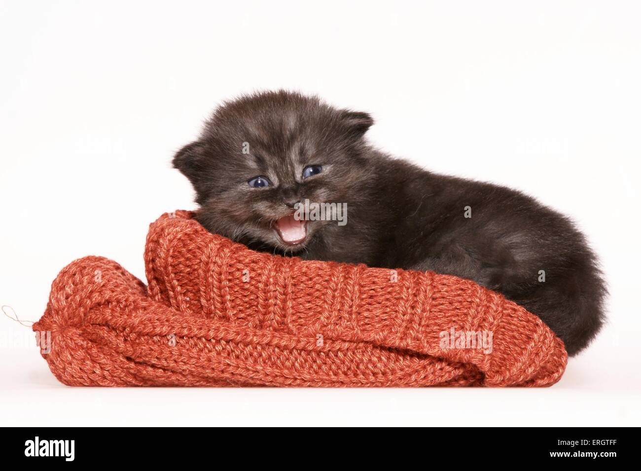 Deutsch Langhaar Kitten Stockfoto