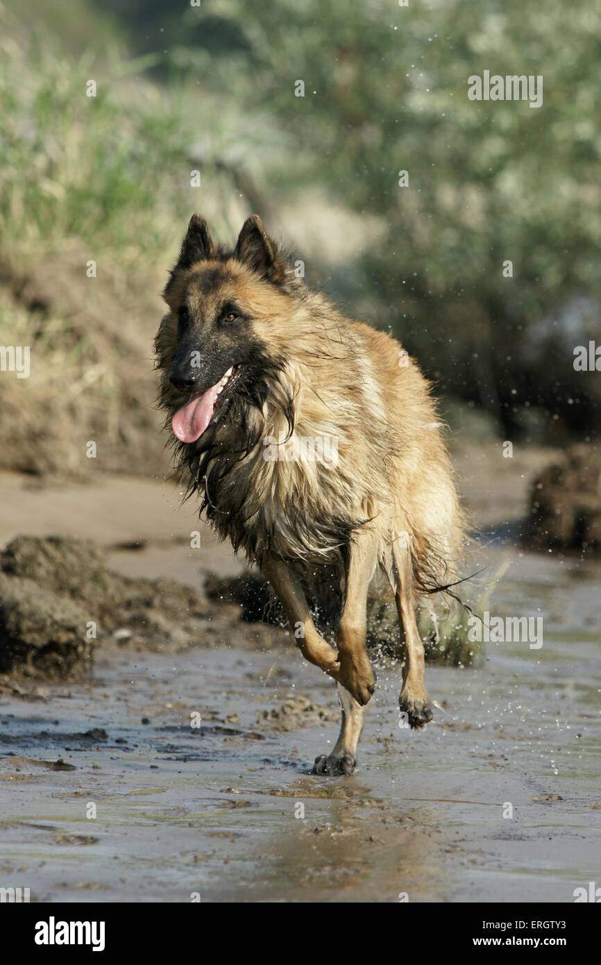 Tervueren Stockfoto