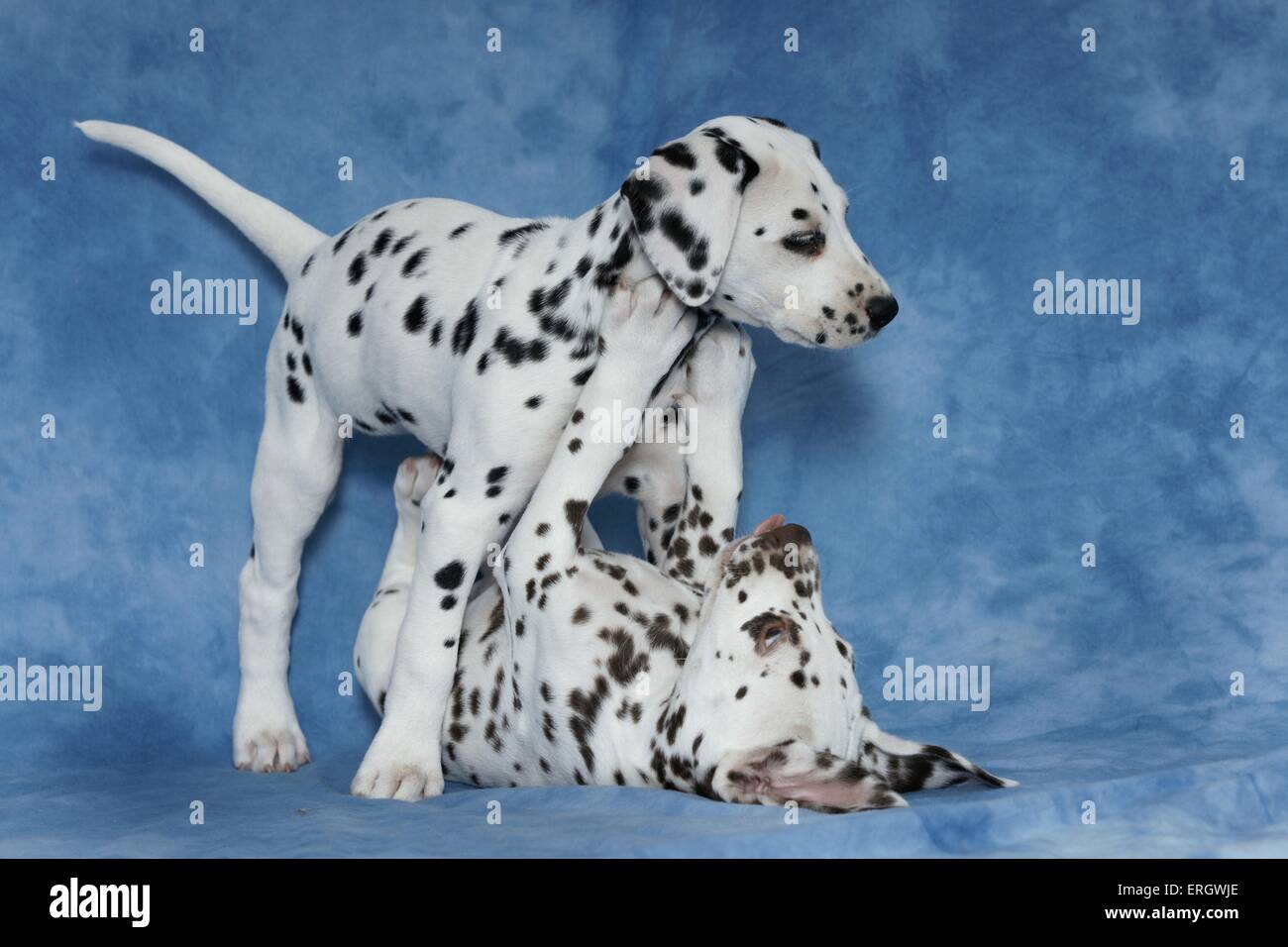 Dalmatiner Welpen Stockfoto