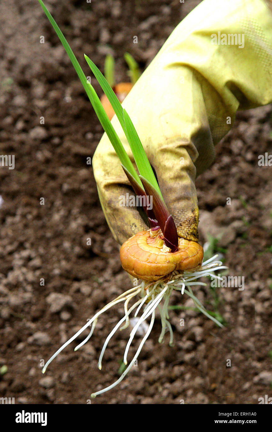 Hand, die Gladiolen Blume Birne Zwiebel vor dem Einpflanzen Stockfoto