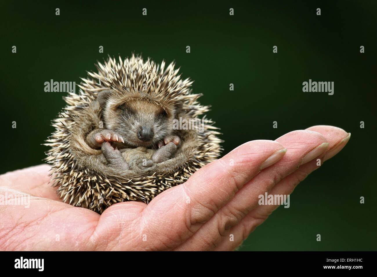Igel baby aufgerollt -Fotos und -Bildmaterial in hoher Auflösung – Alamy
