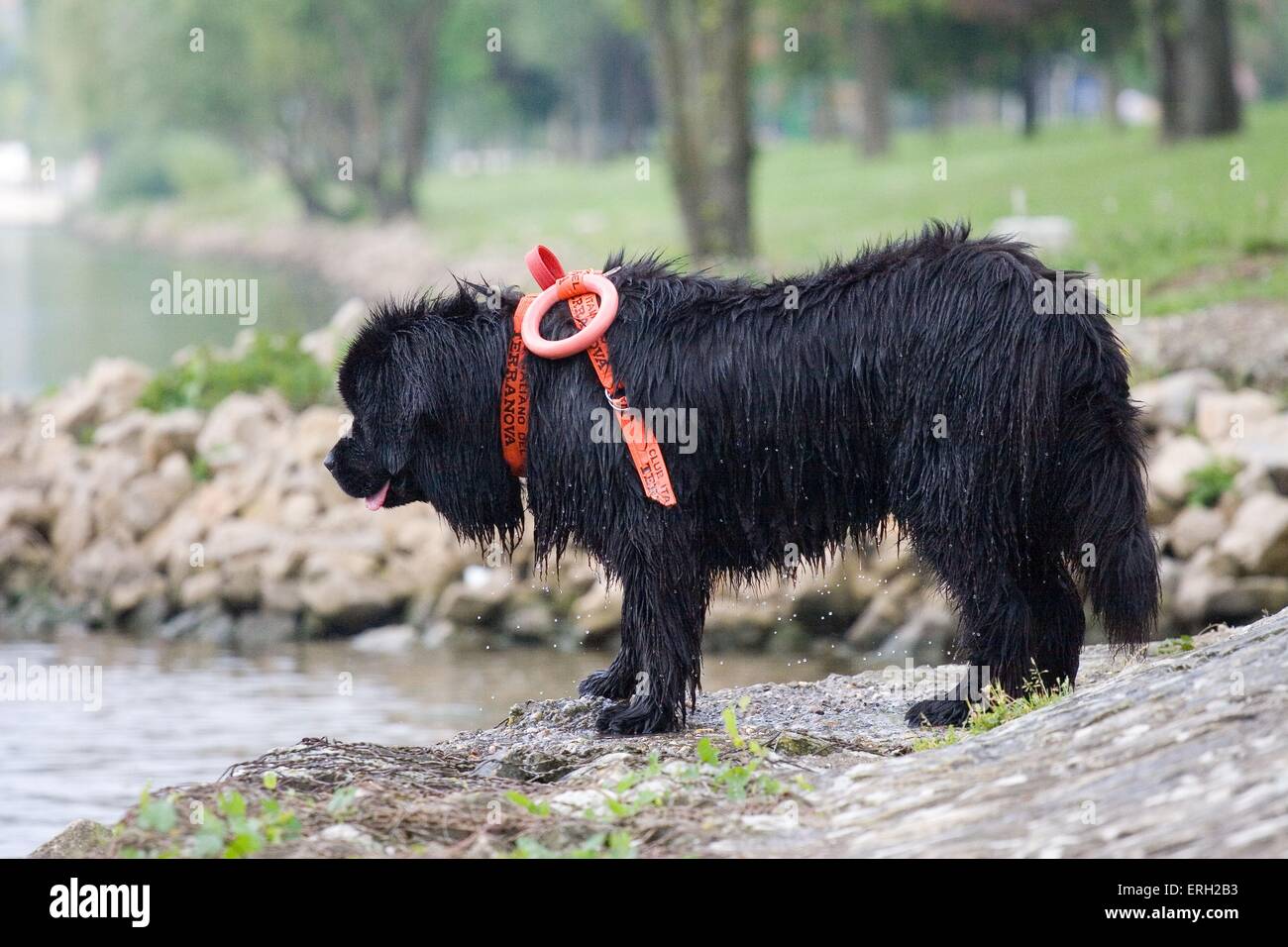 Rettungshund Stockfoto