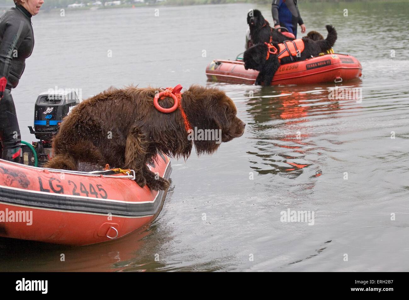 Rettungshund Stockfoto