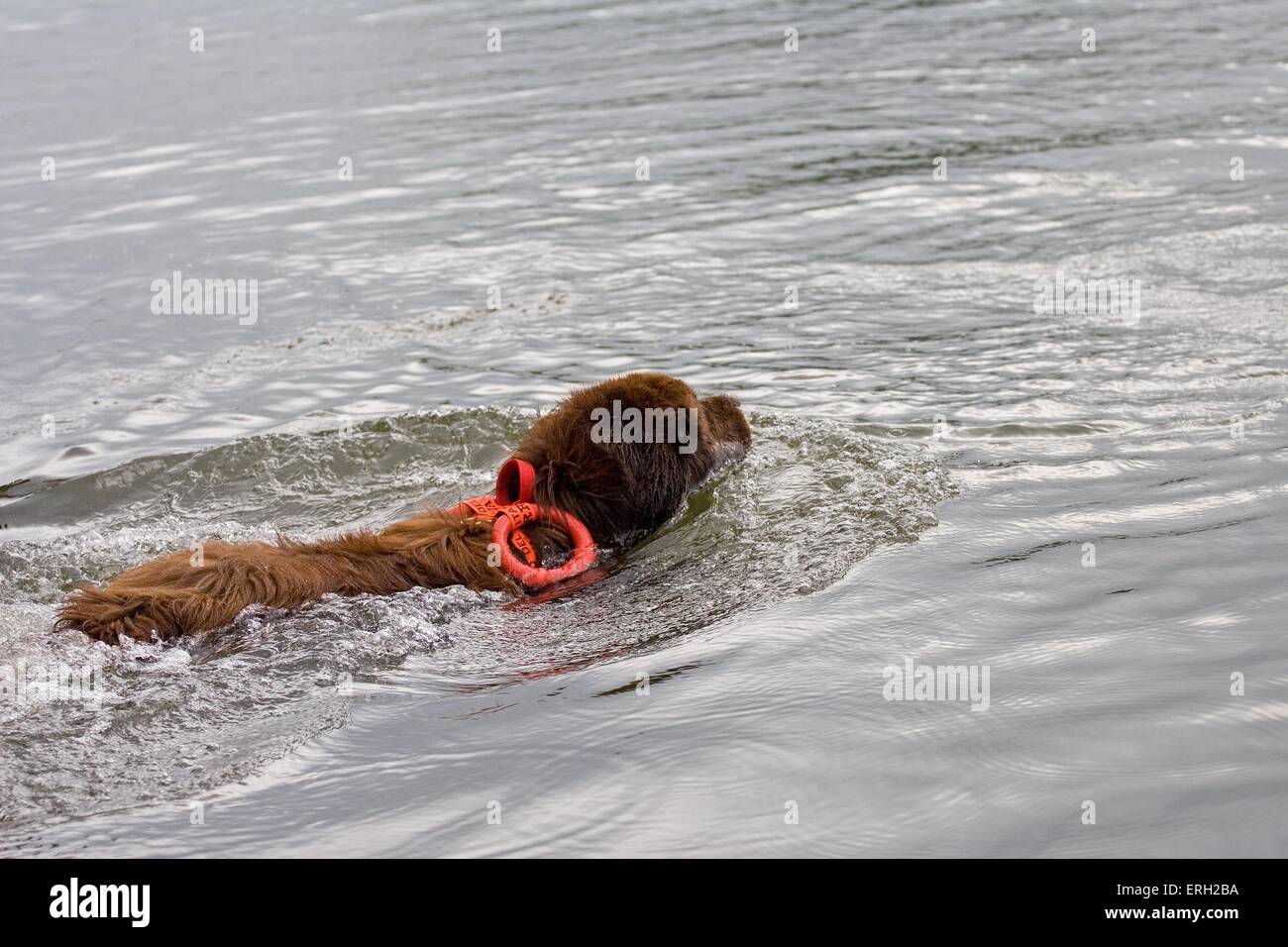 Rettungshund Stockfoto