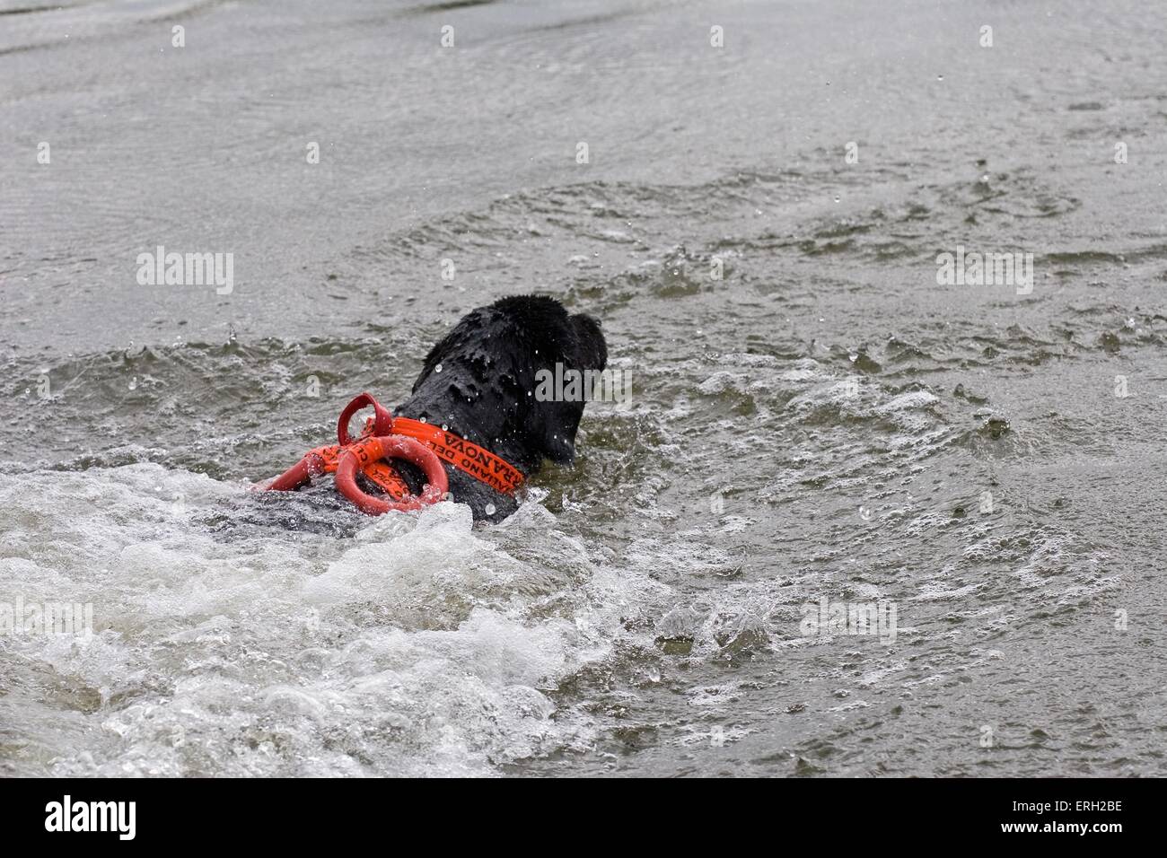 Schwimmen Rettungshund Stockfoto
