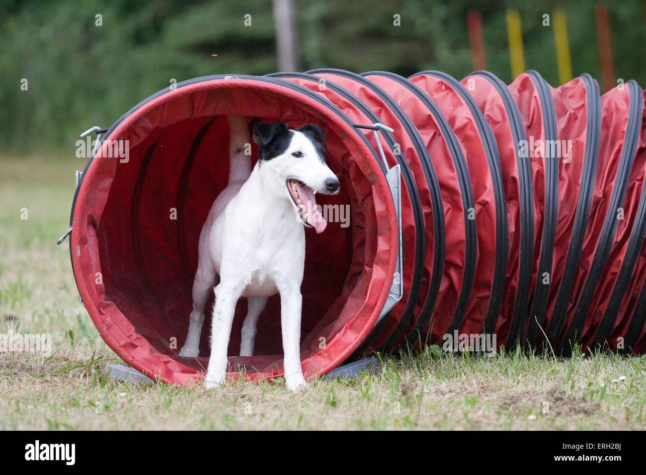 Agility-Tunnel Stockfoto