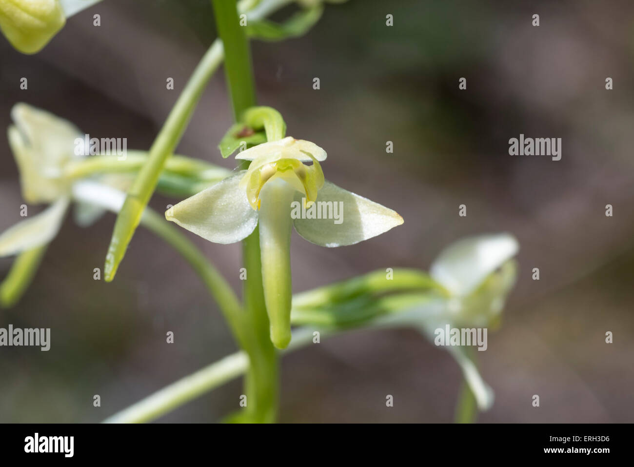 Nahaufnahme einer größeren Schmetterling Orchidee Blume zeigt die weit auseinander liegenden Pollinarien (Pollen Sacs) Stockfoto