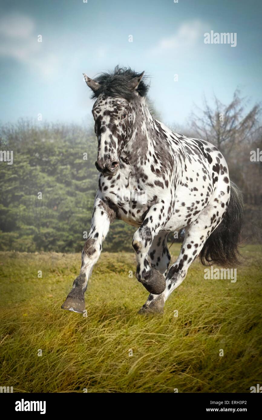 im Galopp Noriker Stockfoto