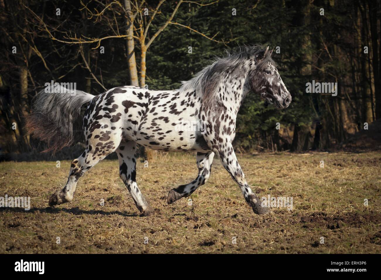 Traber Noriker Stockfoto