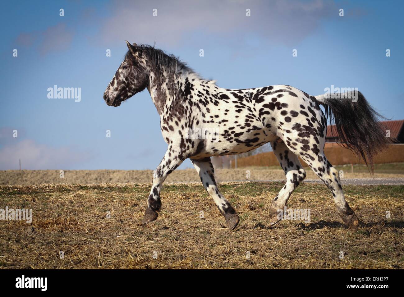 Traber Noriker Stockfoto