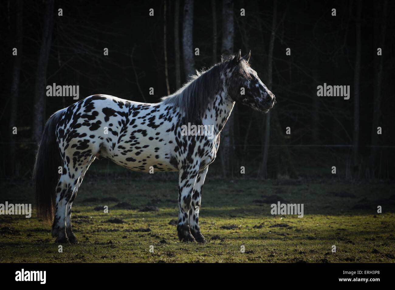ständigen Noriker Stockfoto