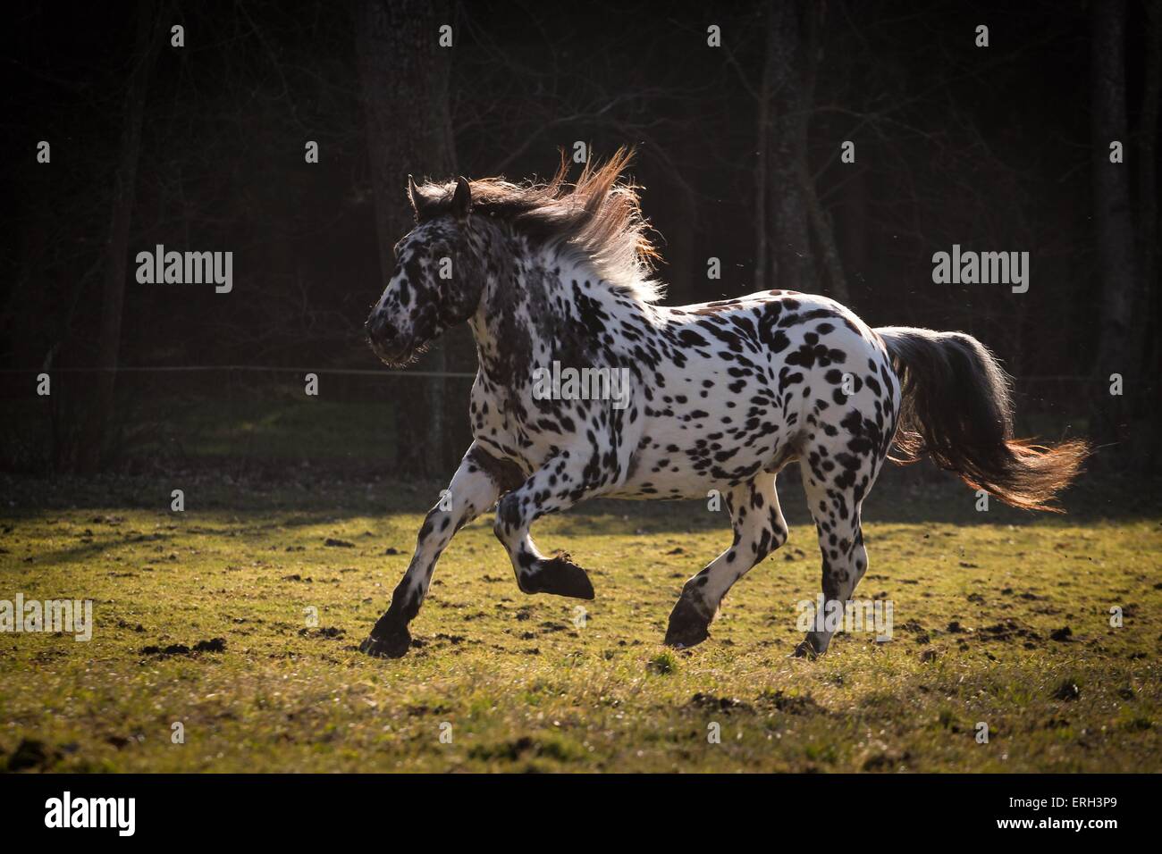 im Galopp Noriker Stockfoto
