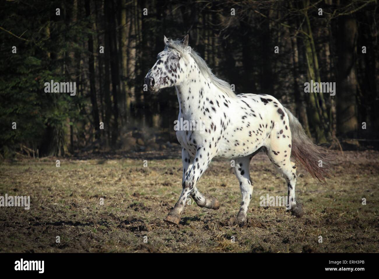 Traber Noriker Stockfoto