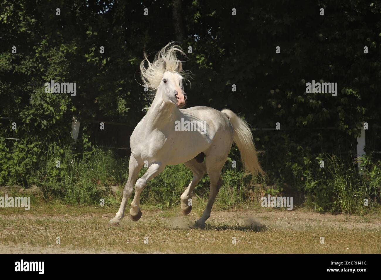 Shagya-Araber im Trab Stockfoto