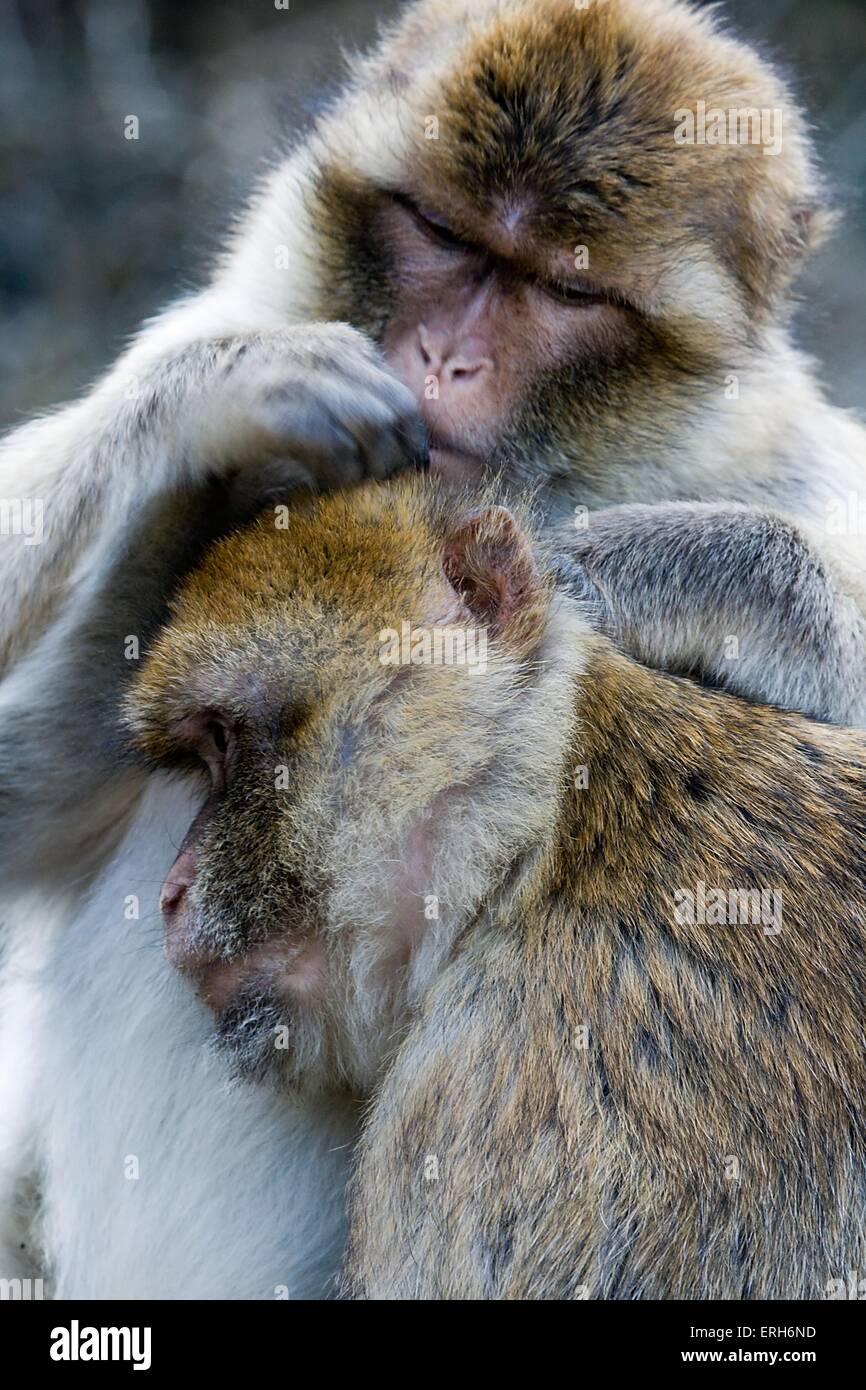 lousing Affen Stockfoto