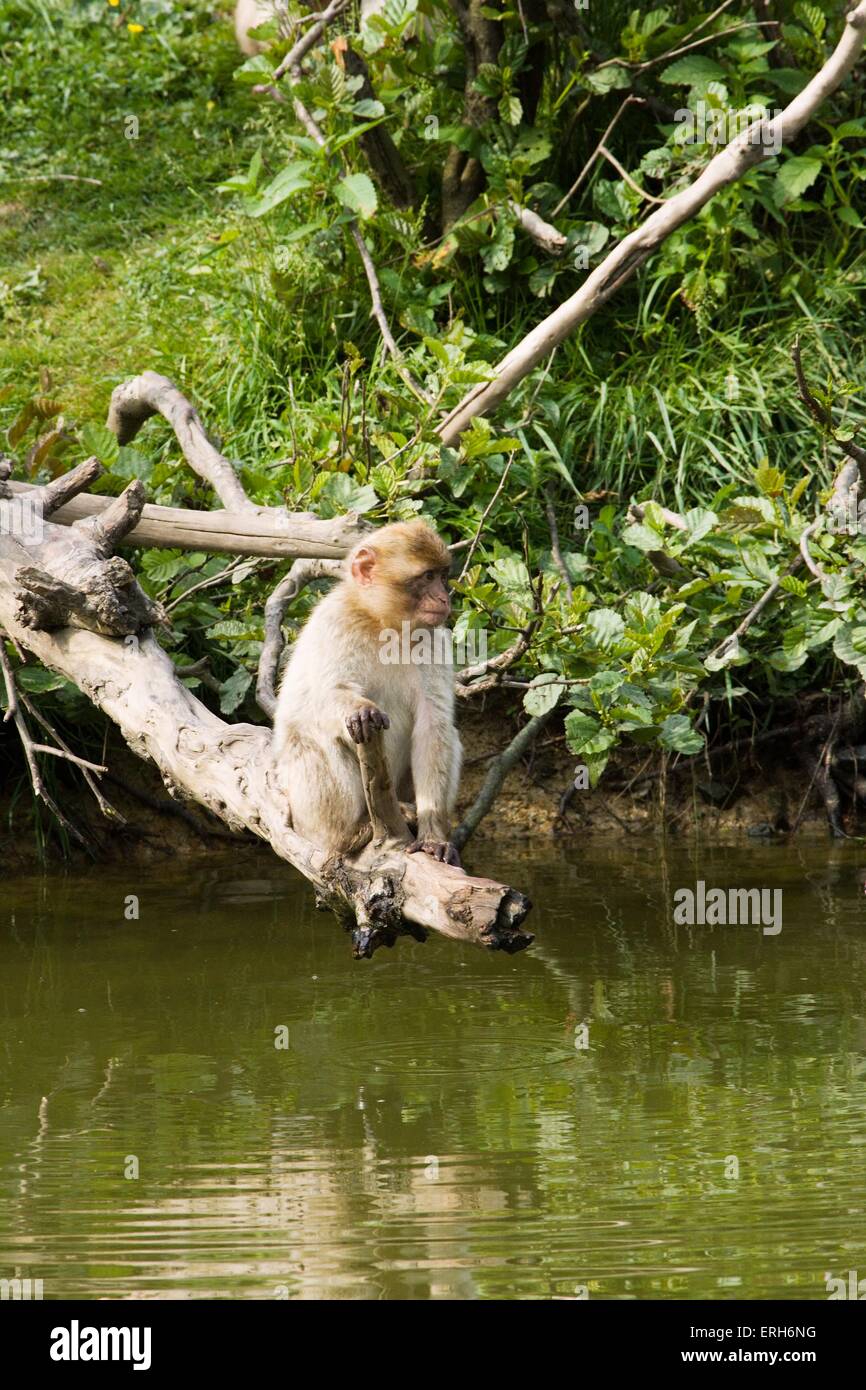 Barbary Affe Stockfoto