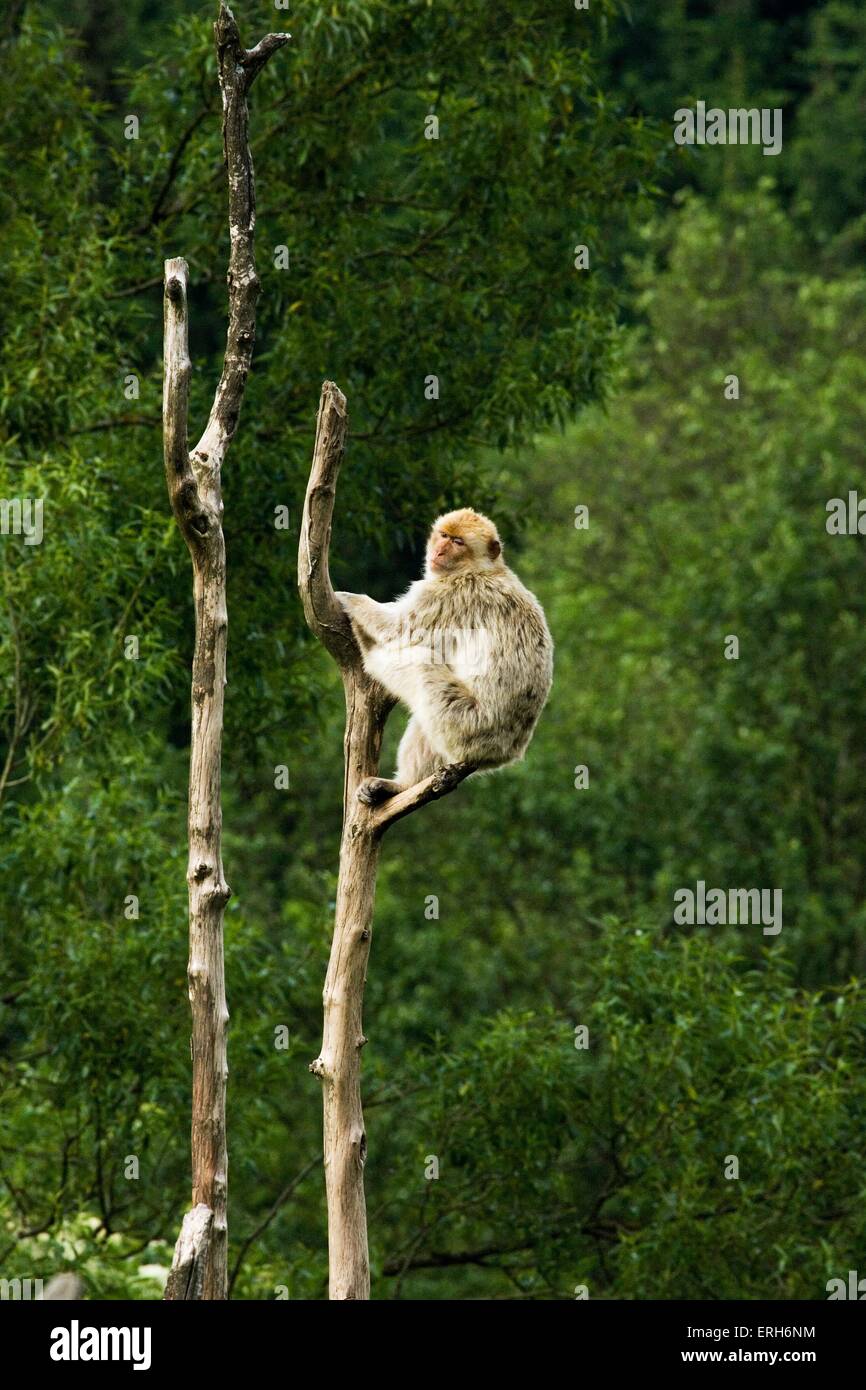 Barbary Affe Stockfoto