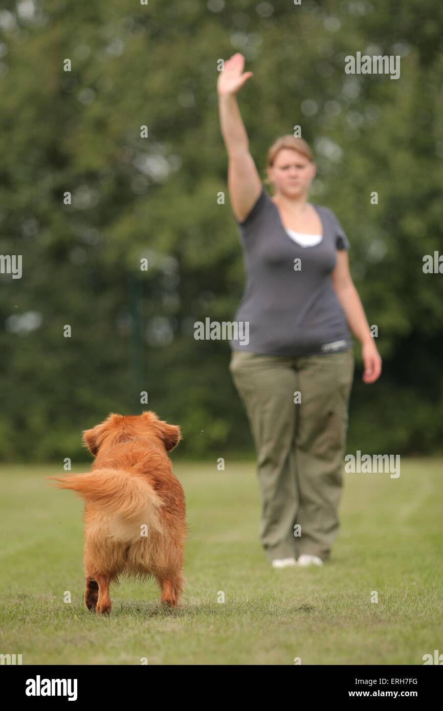 Toller Gehorsam Stockfoto