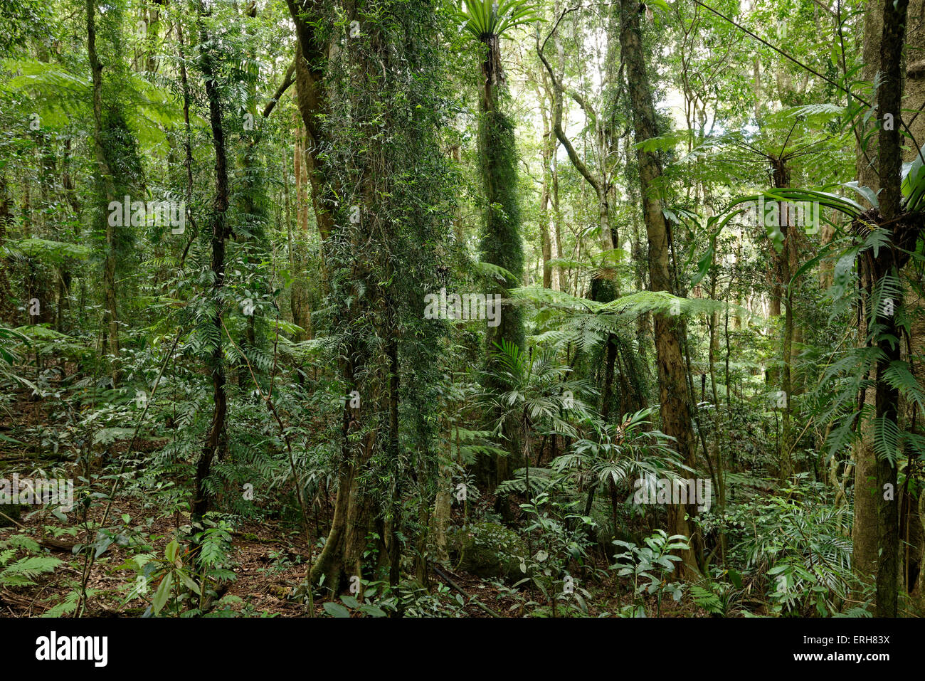 Der Lamington National Park - bekannt für seine natürliche Schönheit, Regenwälder, Birdlife und altem Baumbestand Stockfoto