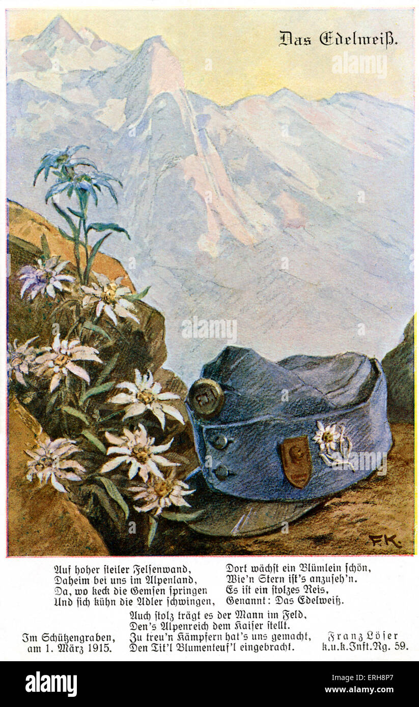 "Das Edeweiß" (Edelweiss) - österreichische WW1 Gedicht gewidmet, Franz Löser, 1. März 1915 begraben. Mit Bildern von weißen Edelweiss Stockfoto