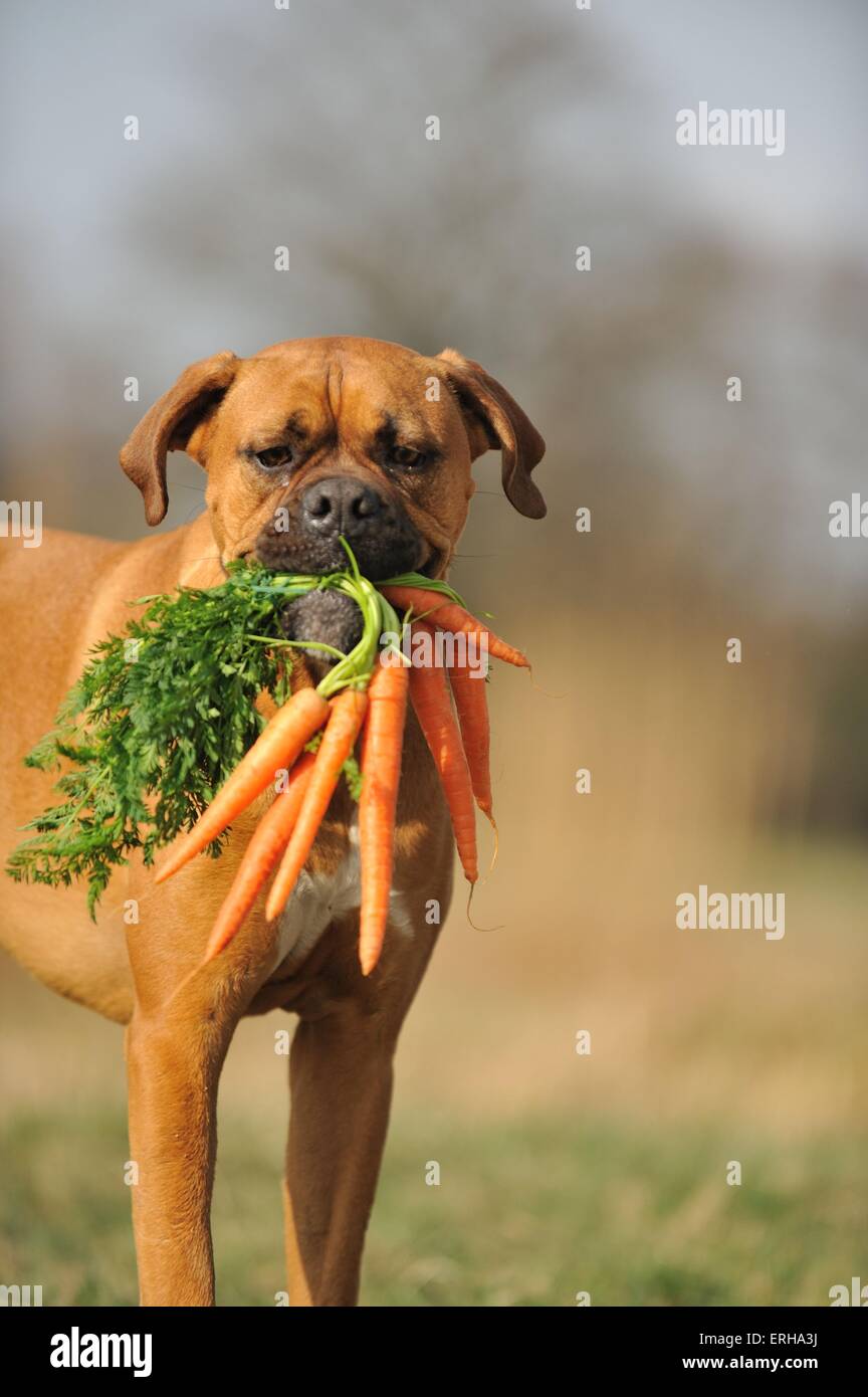 Deutscher Boxer mit Karotten Stockfoto