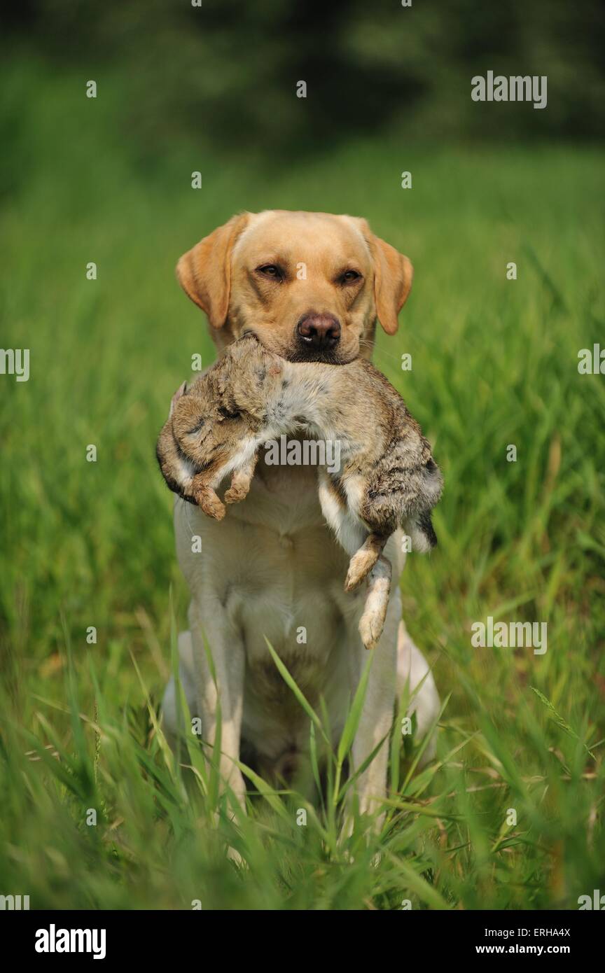 Abrufen von Labrador Retriever Stockfoto