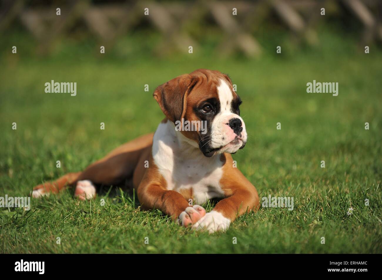 Deutscher Boxer Welpen Stockfoto