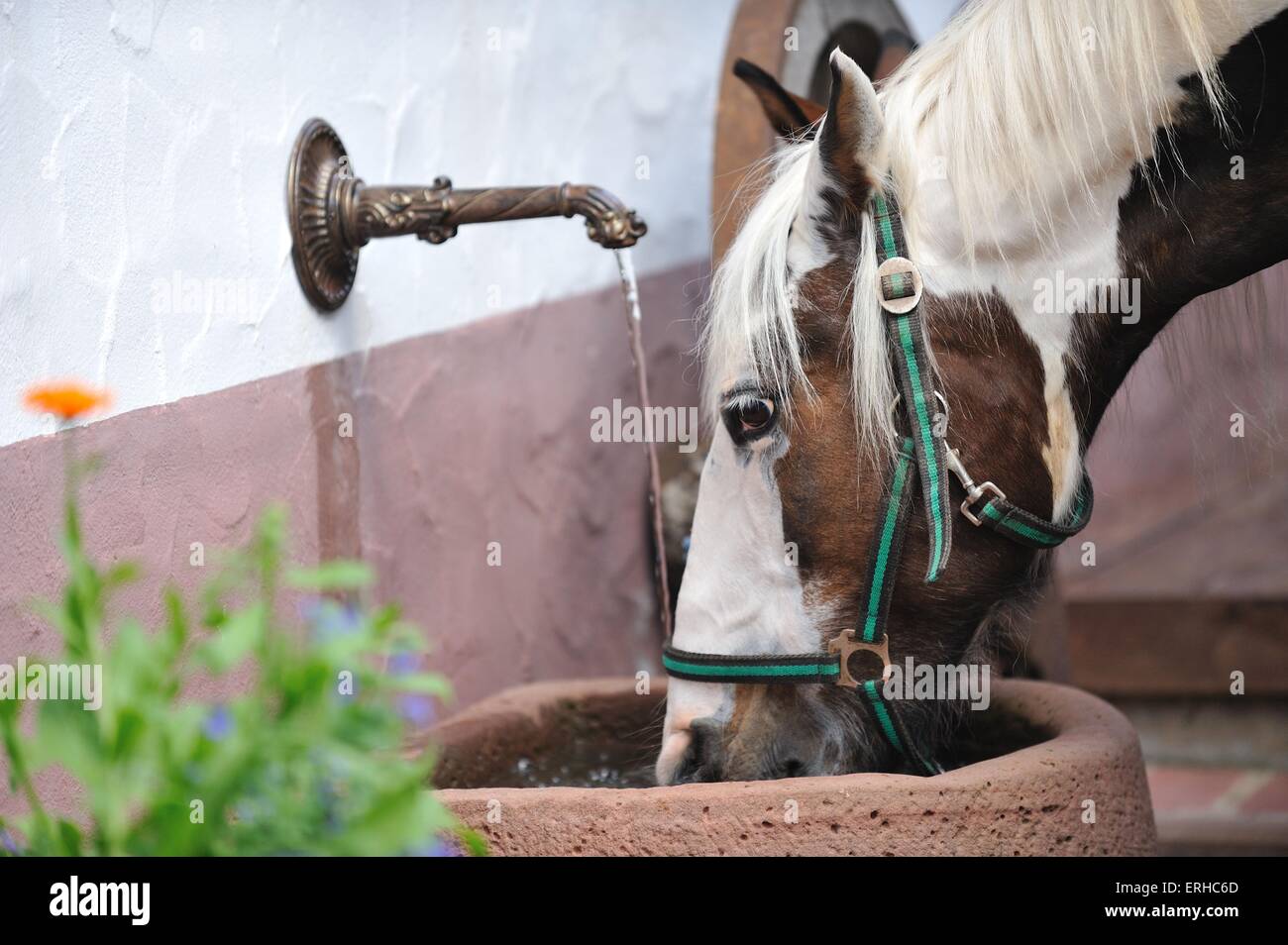Mischling zu trinken Stockfoto