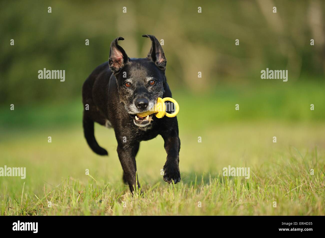 Amerikanischer Staffordshire-Terrier spielen Stockfoto