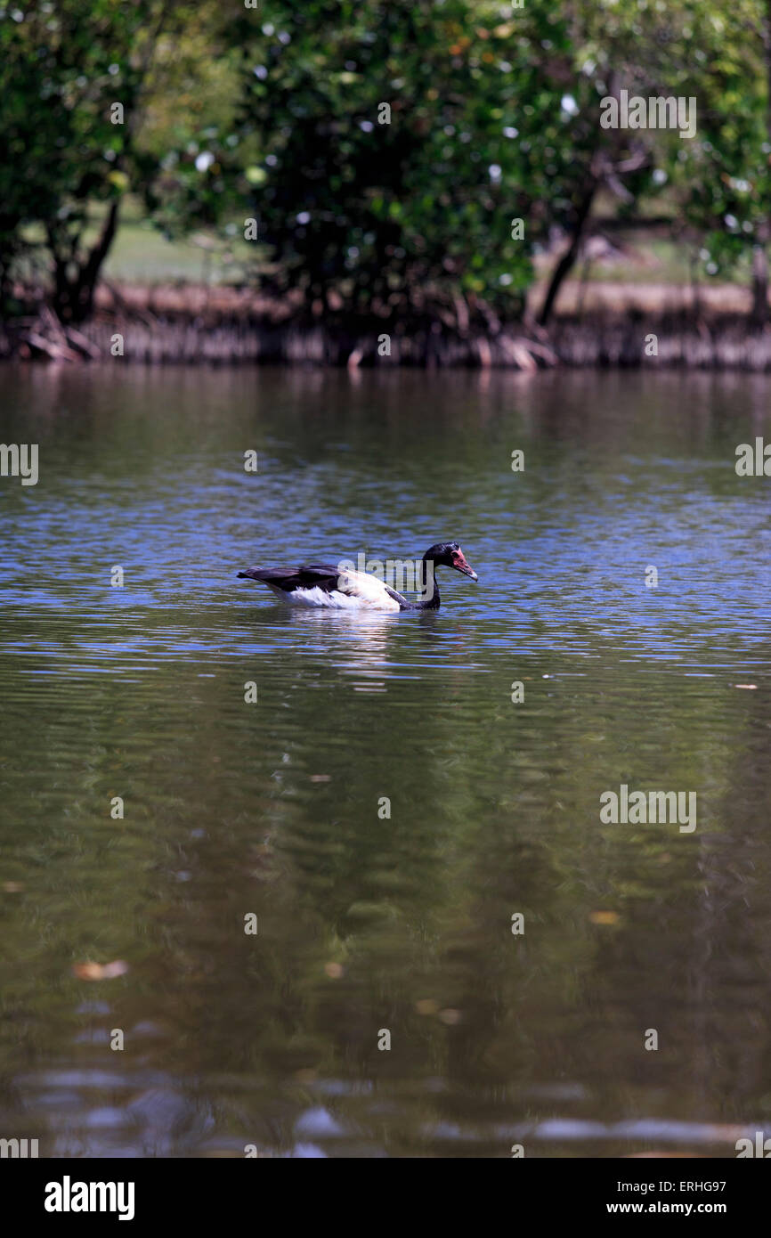 Eine Elster Gans schwimmt durch den Salt Lake City Teil der Hundertjahrfeier Seen neben den Botanischen Garten, Cairns, North Queensland Stockfoto