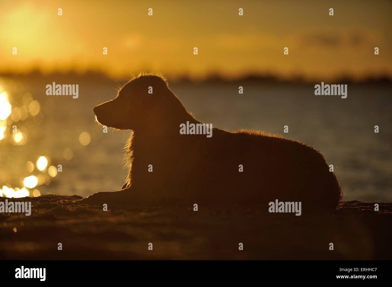 Golden Retriever liegend Stockfoto