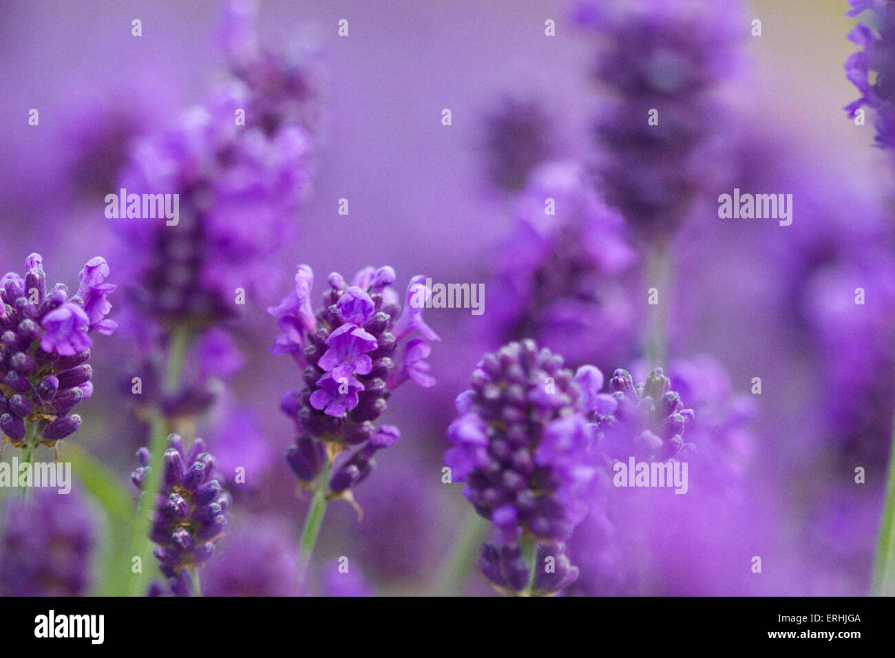Lila Lavendel Blüten, Essex, England Stockfoto