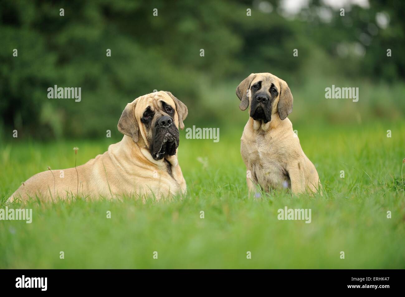 2 alte englische Doggen Stockfoto