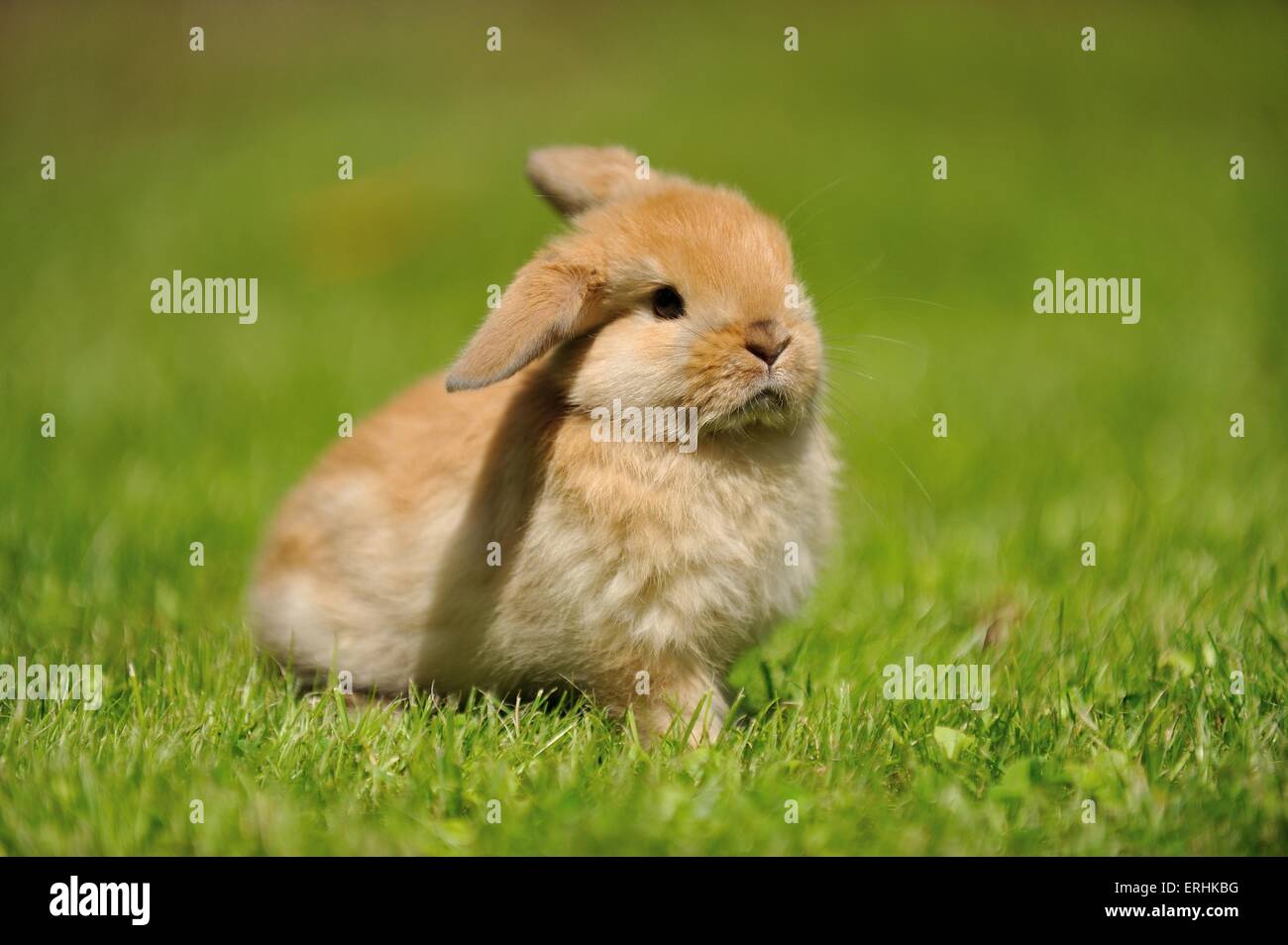 Mini Lop Stockfoto