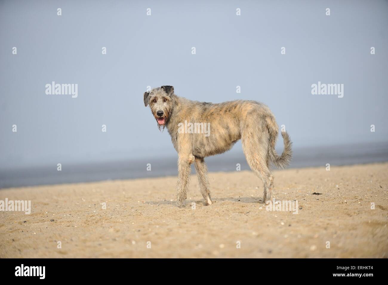 stehenden irischen Windhund Stockfoto