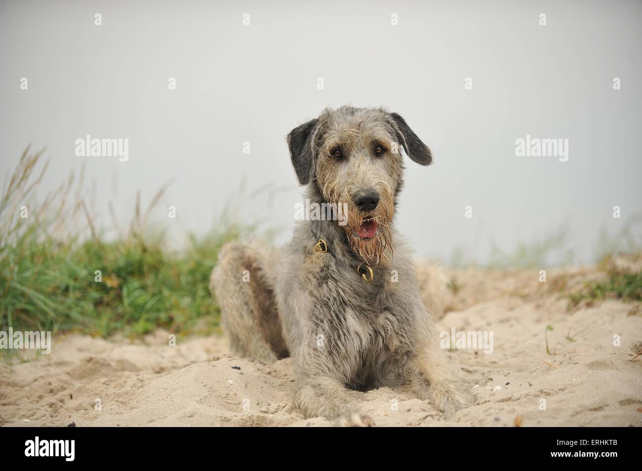 Irischer Wolfshund liegen Stockfoto