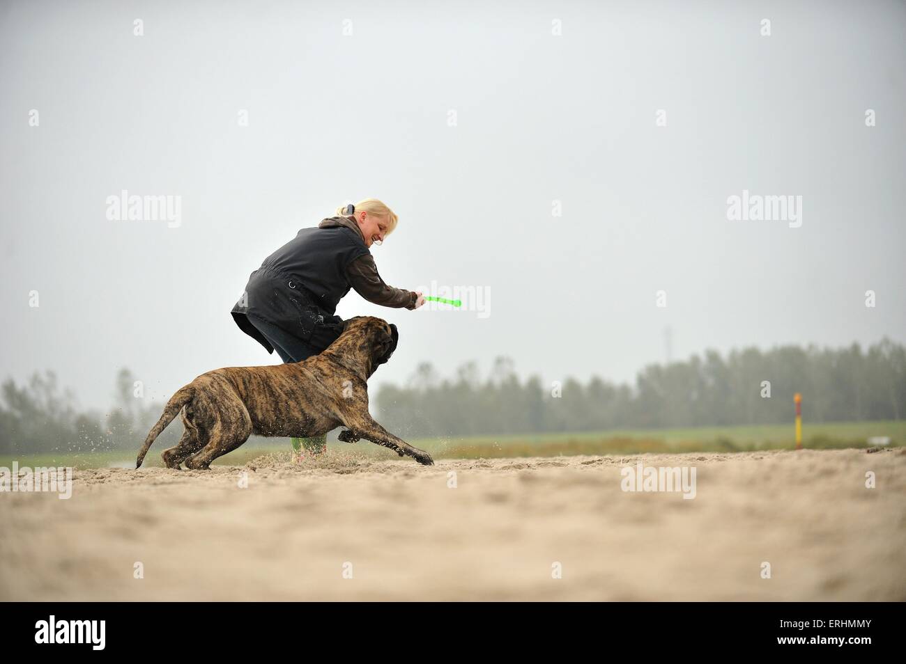 Frau und Old English Mastiff Stockfoto