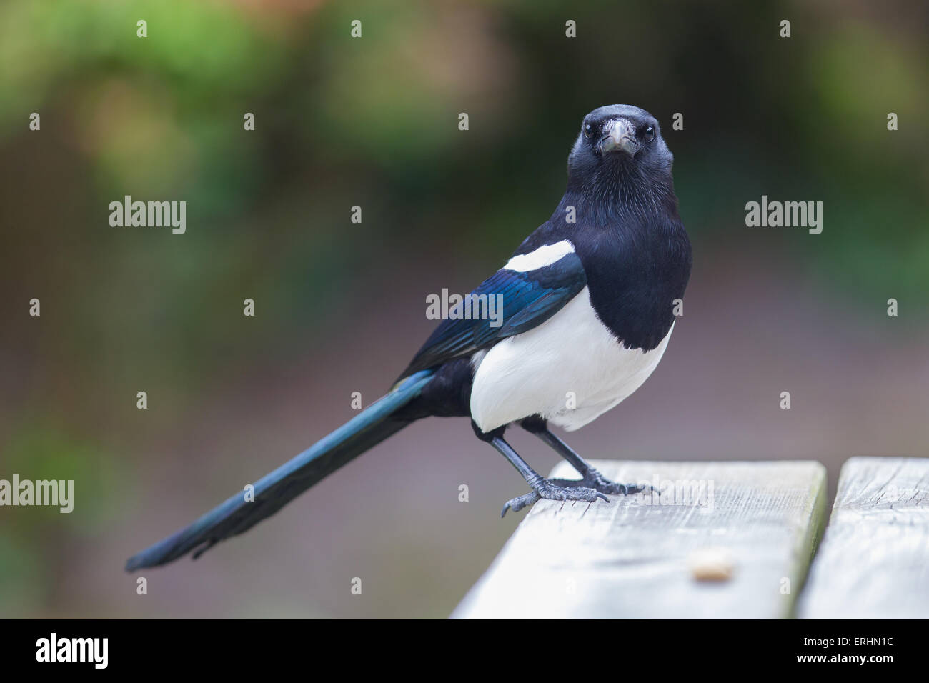 Europäische Elster (Pica Pica) Fütterung auf Erdnüsse Stockfoto