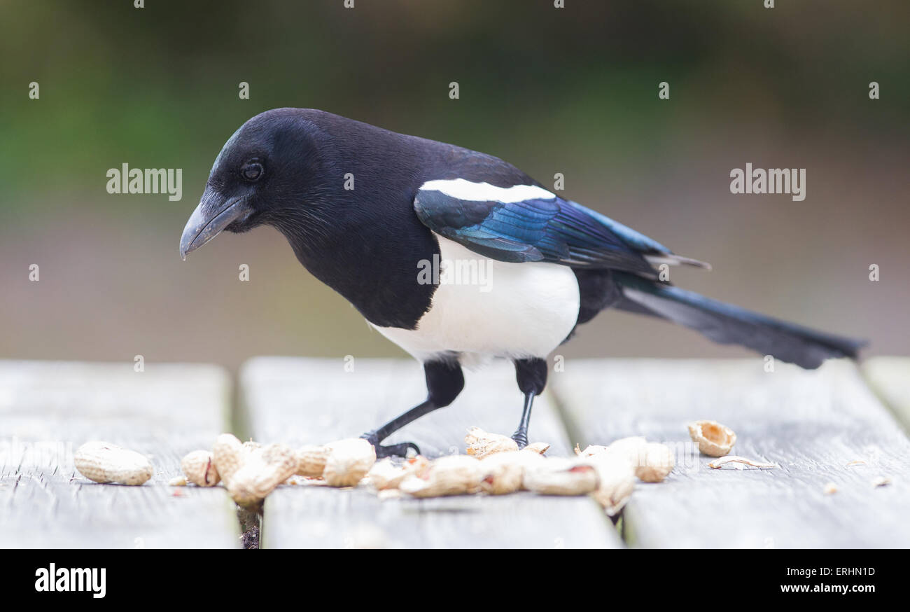 Europäische Elster (Pica Pica) Fütterung auf Erdnüsse Stockfoto