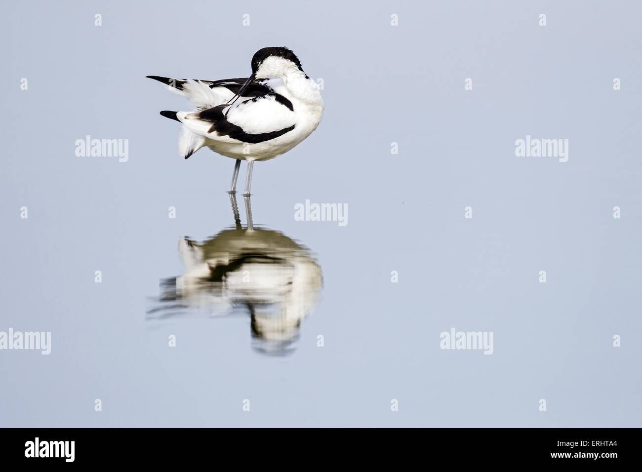 pied avocet Stockfoto