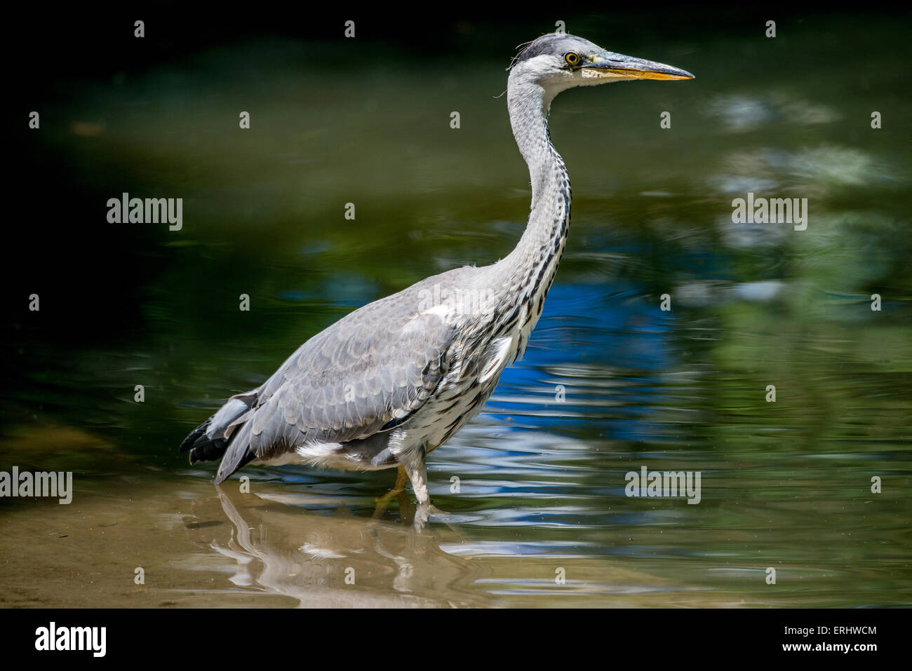 Graureiher waten durch Wasser Stockfoto