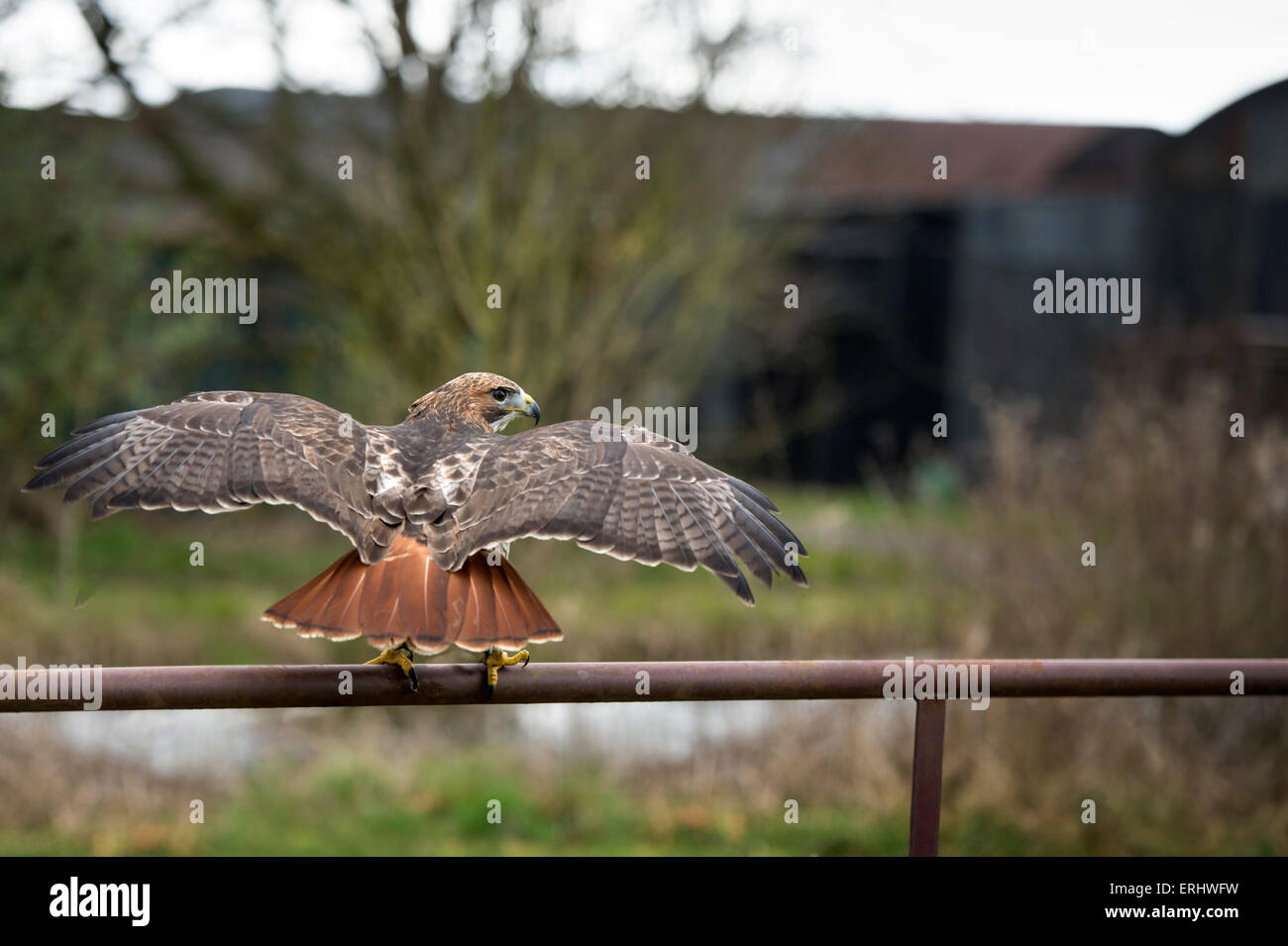 Red tailed hawk Stockfoto