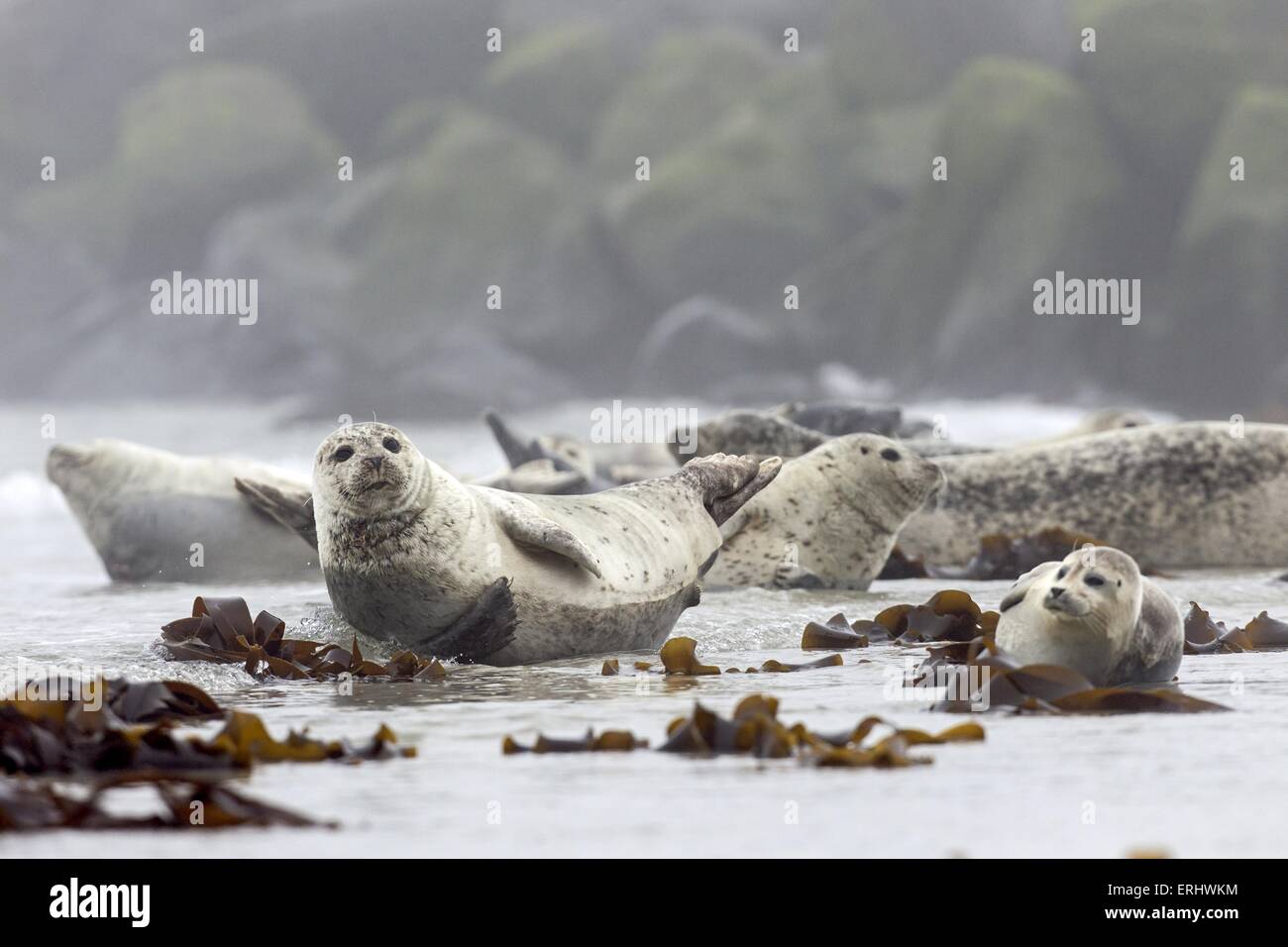 Hafen-Seehunde Stockfoto