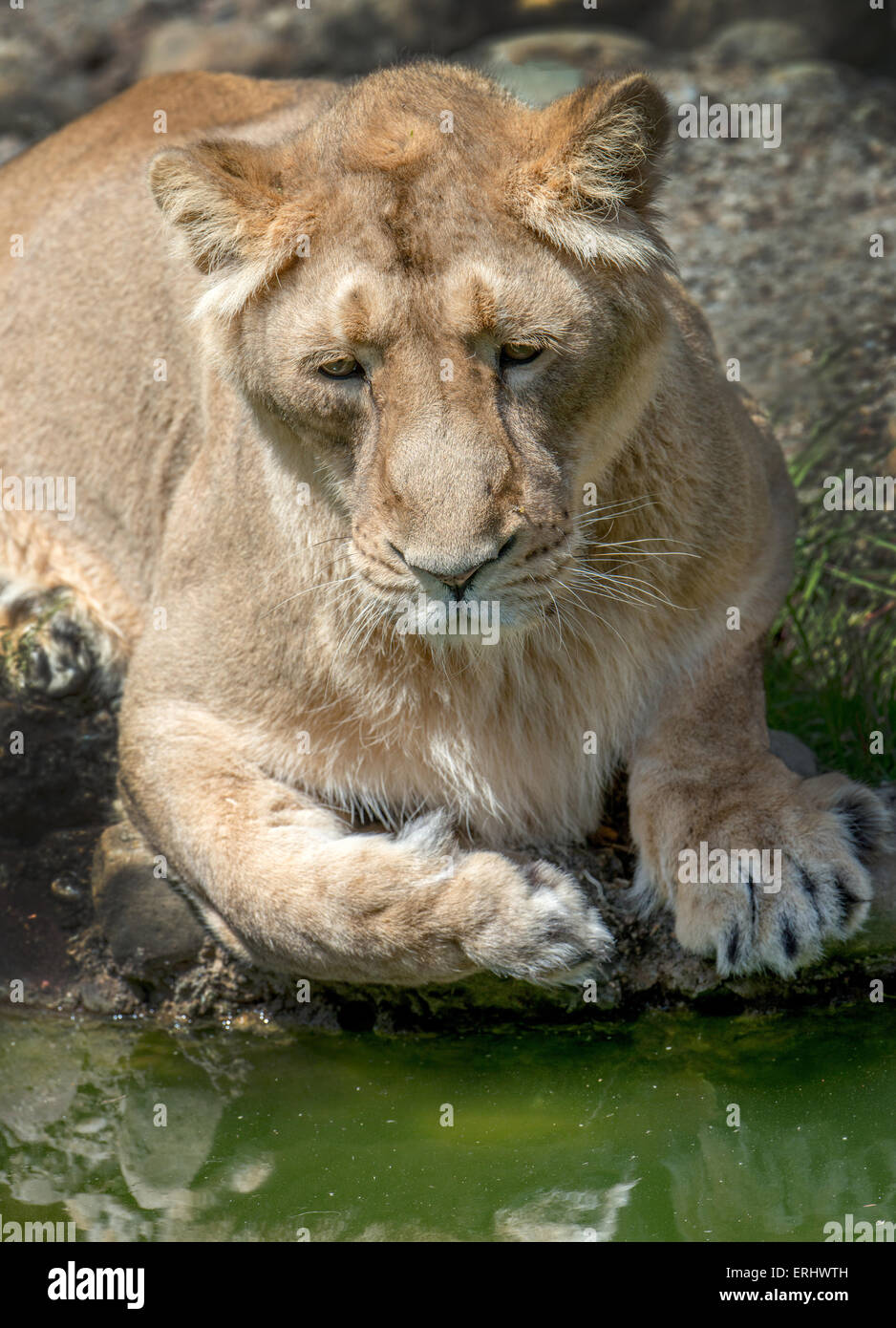 Löwe mit Wasser spielen Stockfoto