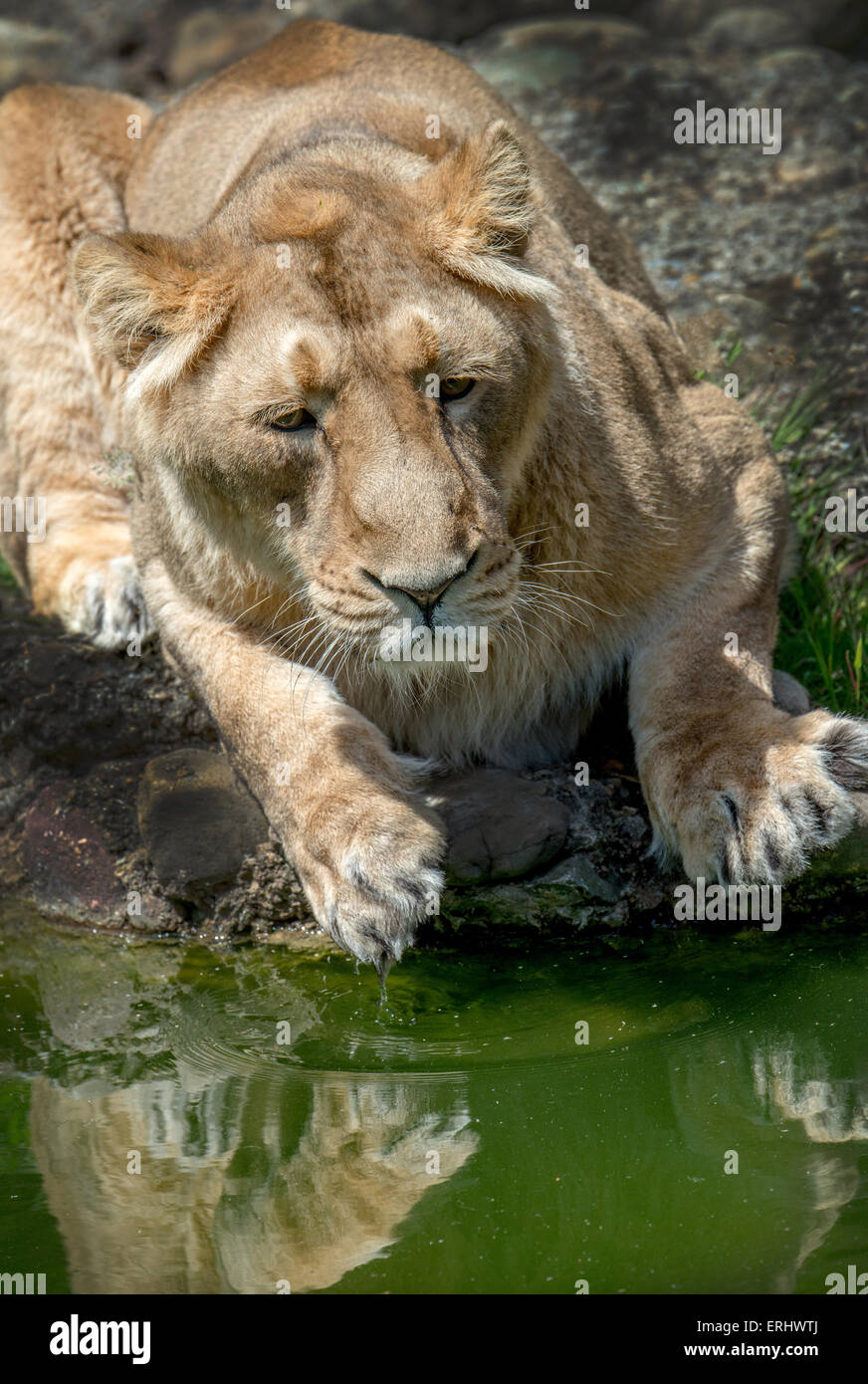 Indische Löwen am Wasser Stockfoto