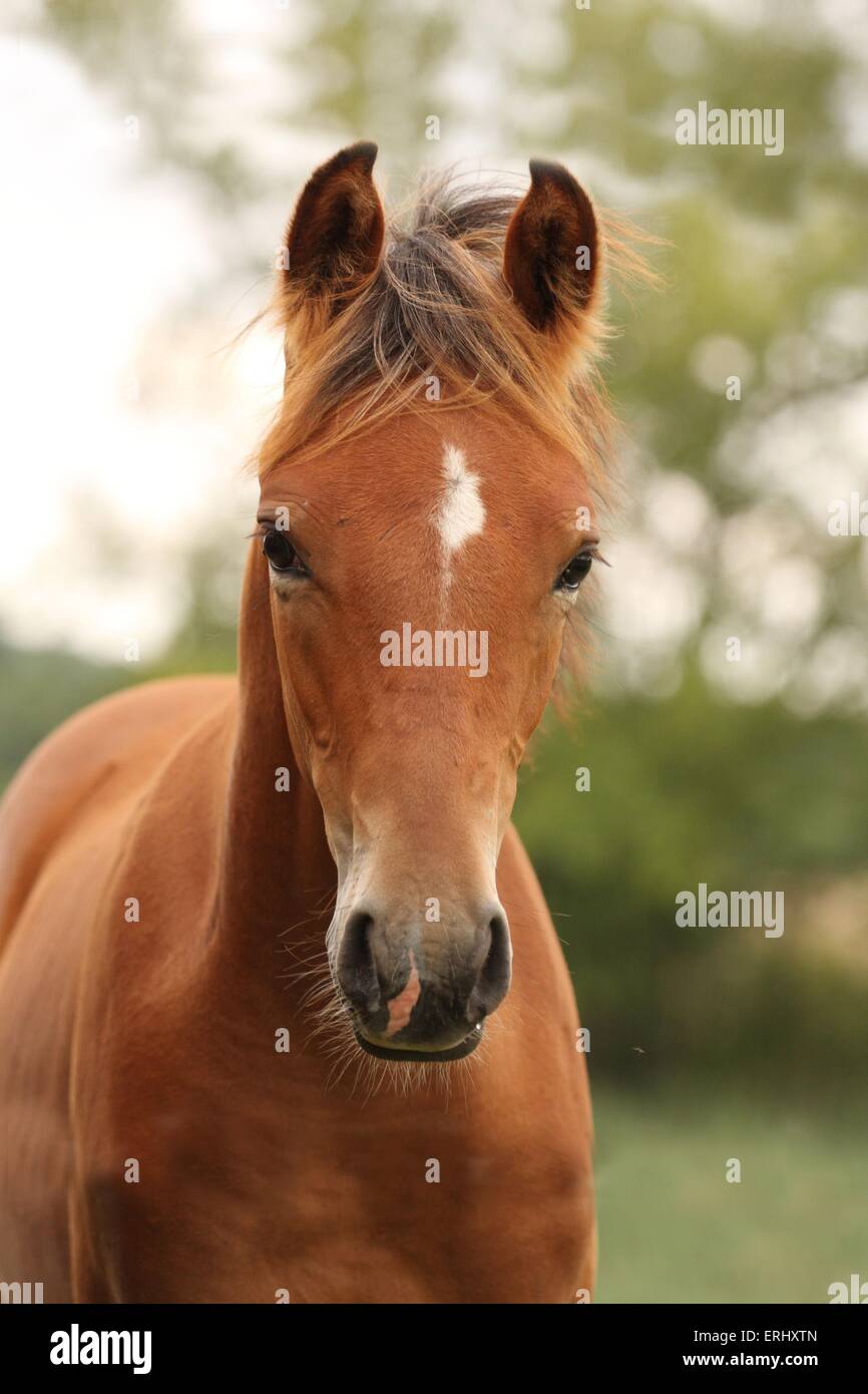 Araber Fohlen Stockfoto