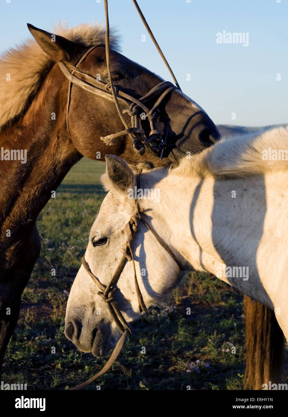 Zwei Pferde berühren und miteinander verkleben. Stockfoto